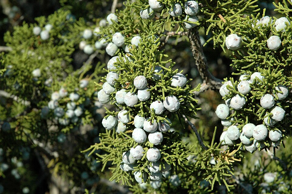 Juniperus californica (California Juniper)