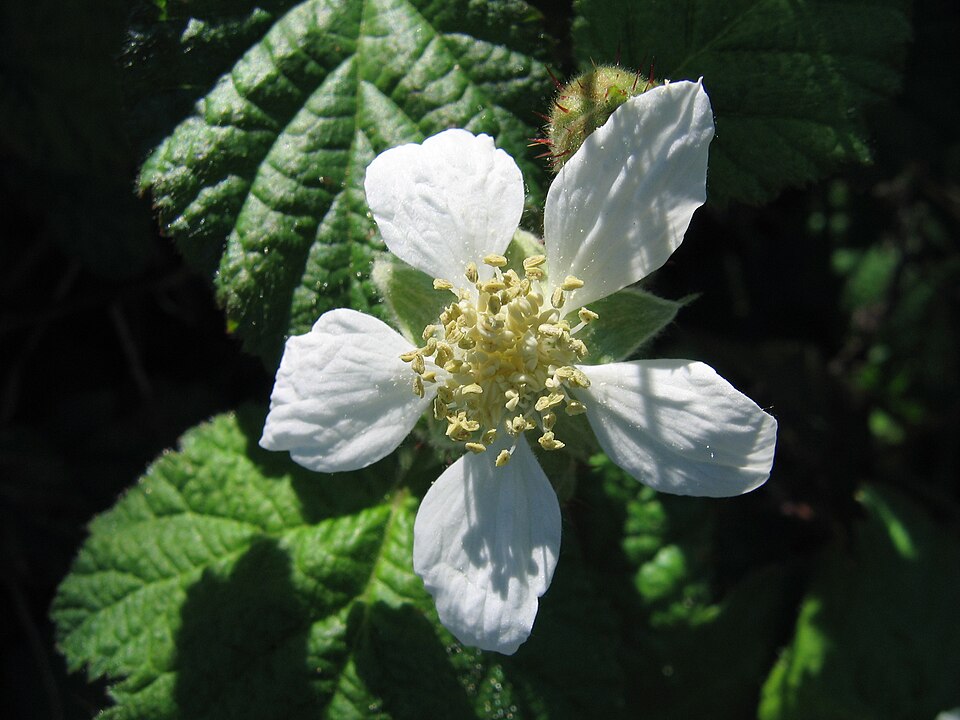 Rubus ursinus (trailing blackberry) (alternate view 7)
