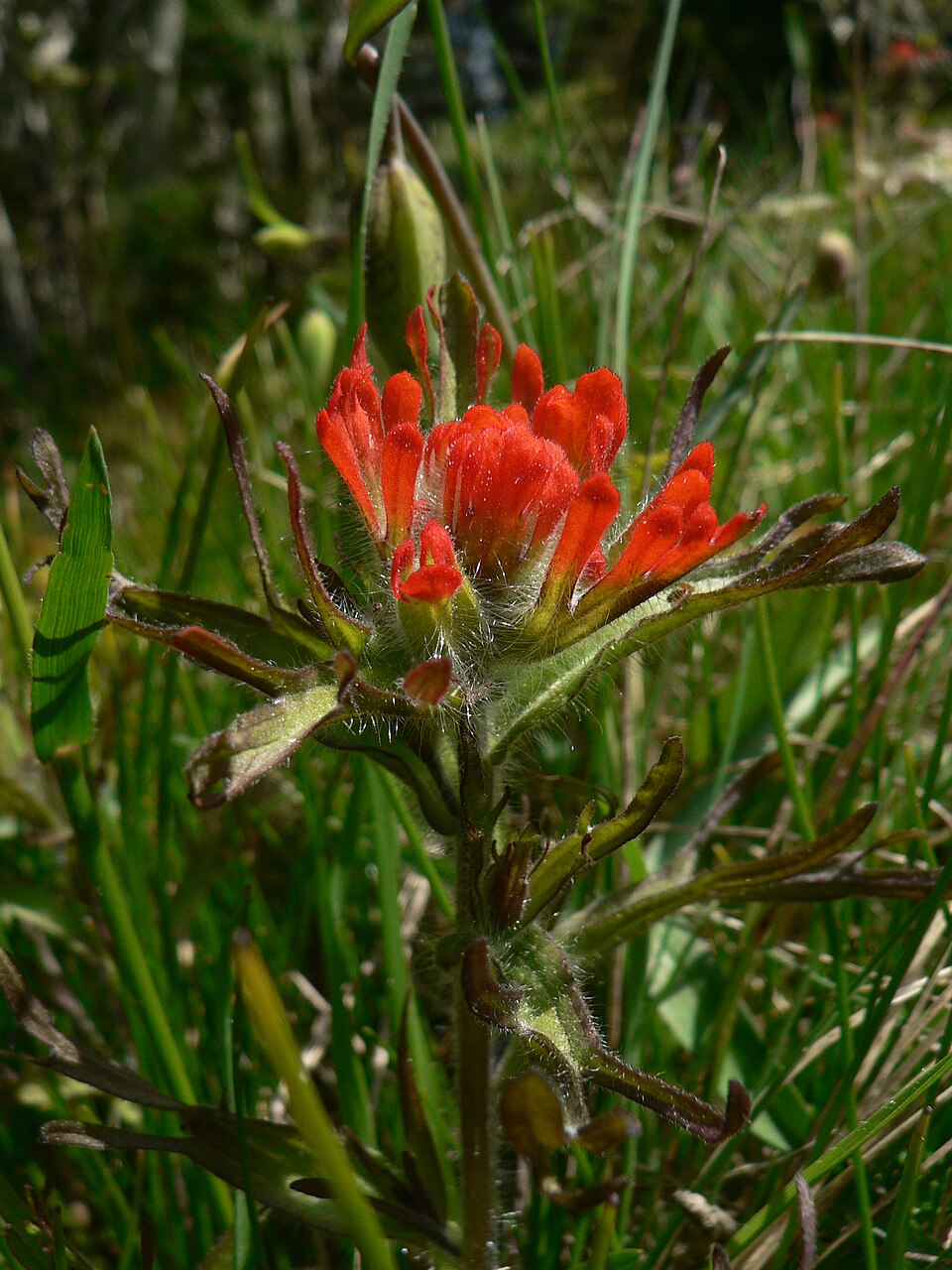 Castilleja hispida (harsh paintbrush)