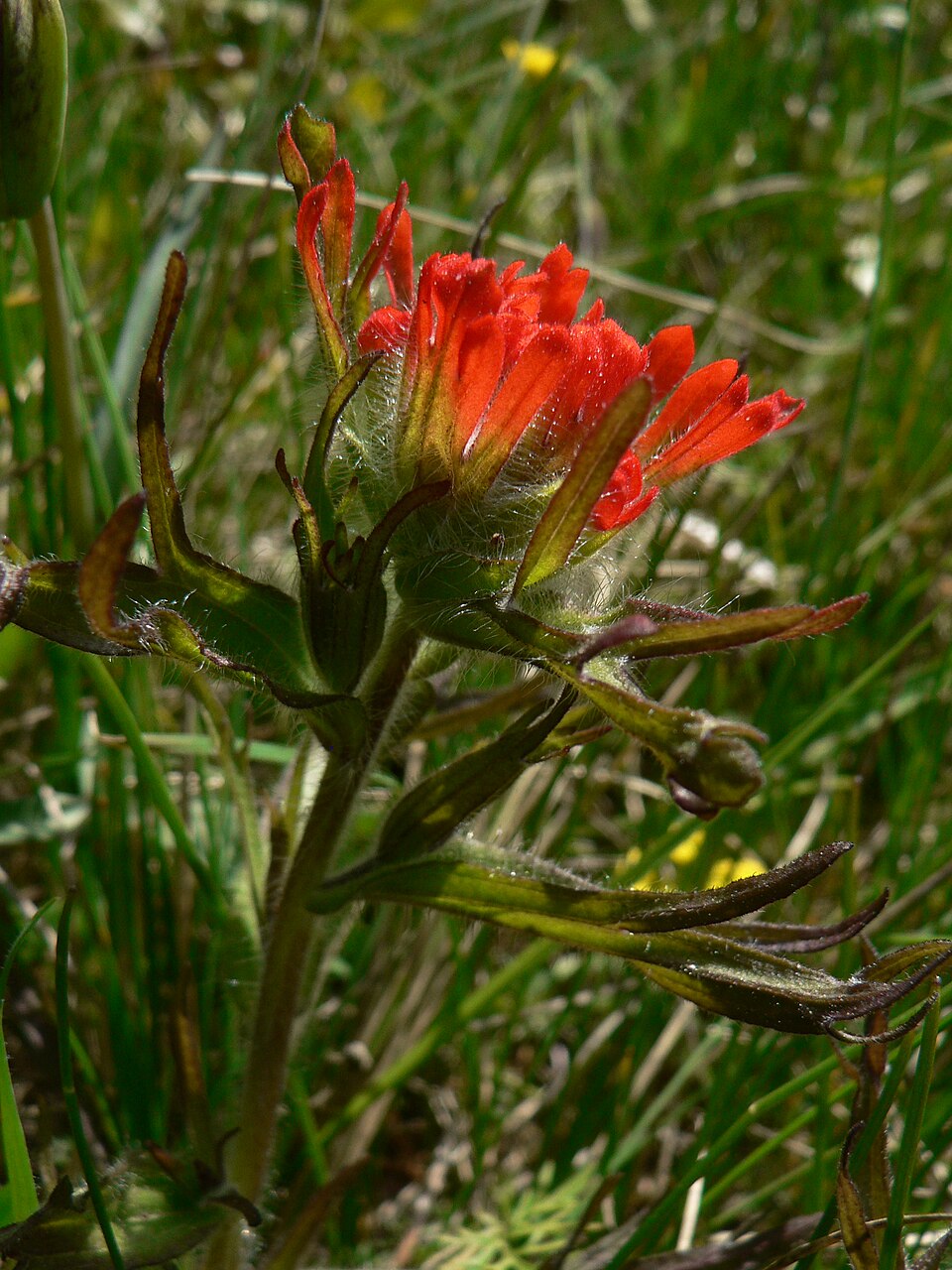 Castilleja hispida (harsh paintbrush) (alternate view 2)