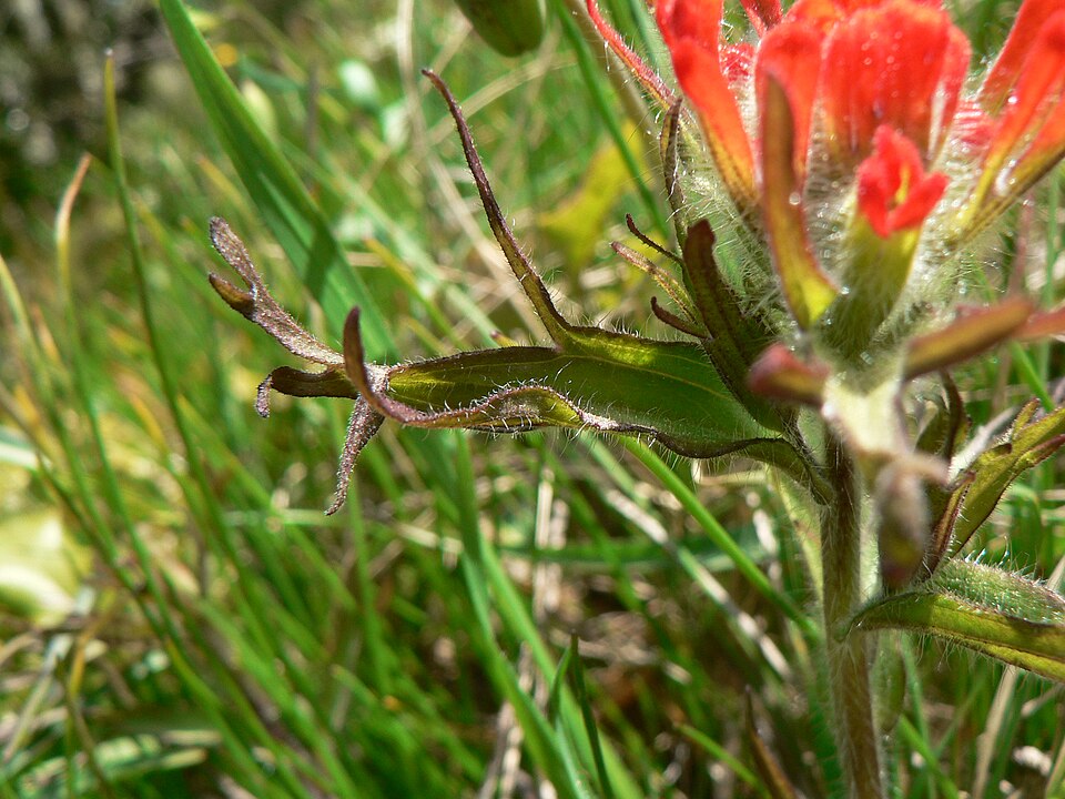 Castilleja hispida (harsh paintbrush) (alternate view 3)