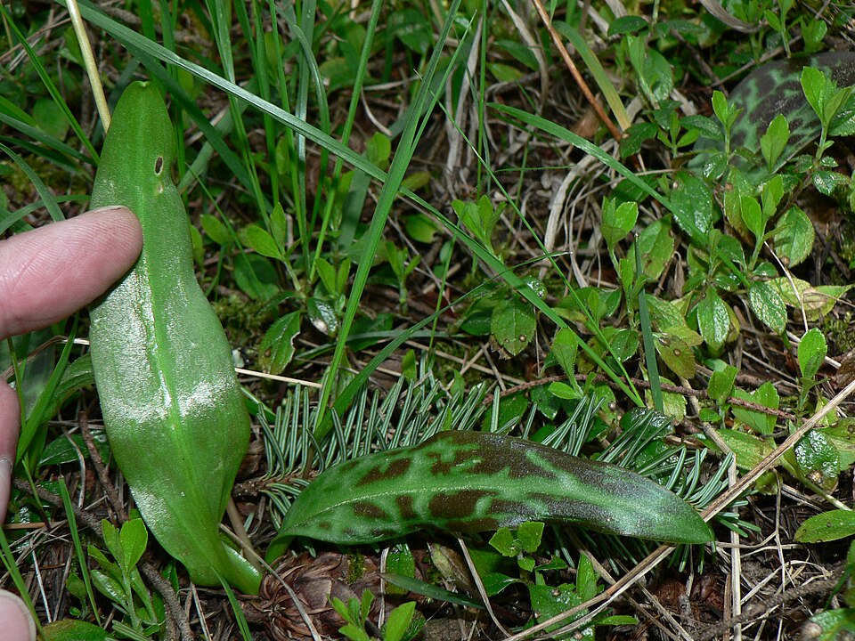 Erythronium oregonum (Oregon fawn lily) (alternate view 7)