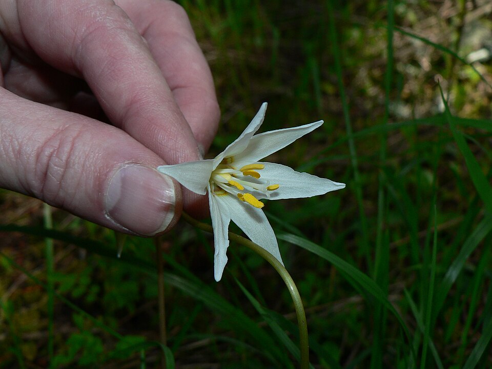 Erythronium oregonum (Oregon fawn lily) (alternate view 8)
