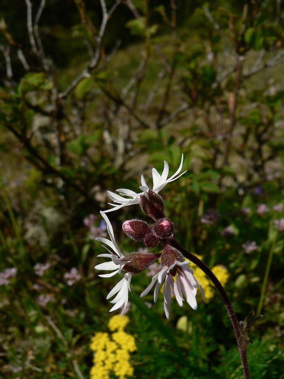 Lithophragma parviflorum (smallflower woodland star) (alternate view 6)