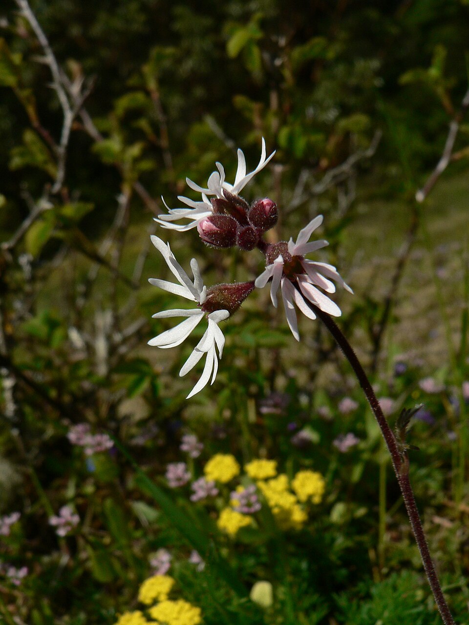 Lithophragma parviflorum (smallflower woodland star) (alternate view 7)