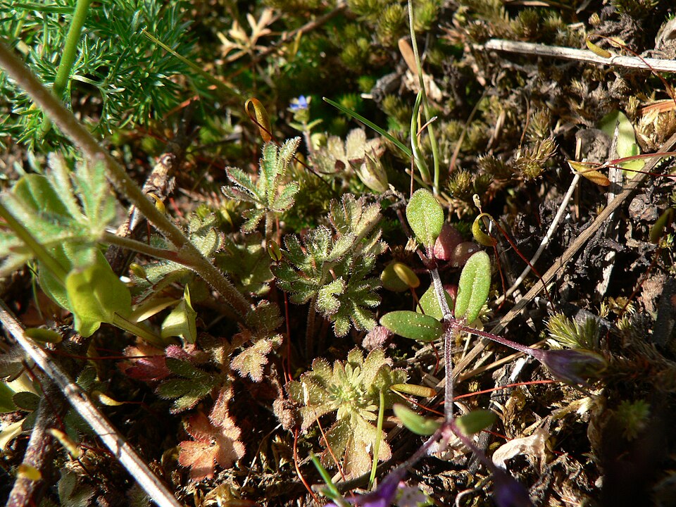 Lithophragma parviflorum (smallflower woodland star) (alternate view 8)