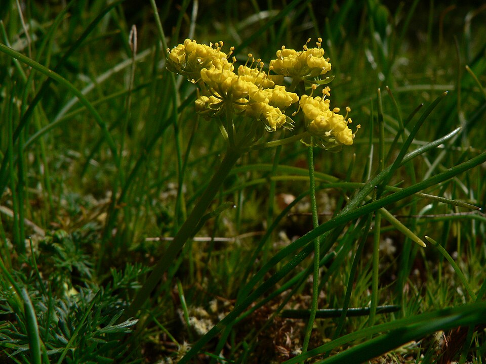 Lomatium utriculatum (Spring Gold Biscuitroot) (alternate view 7)