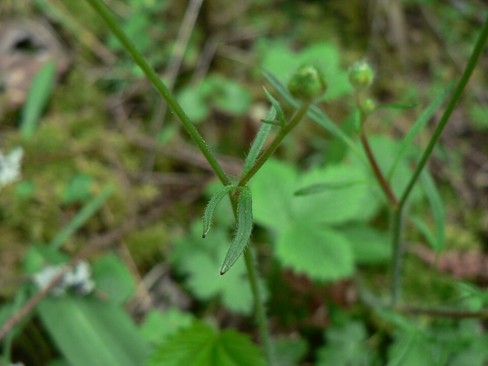 Ranunculus occidentalis (Western Buttercup) (alternate view 6)