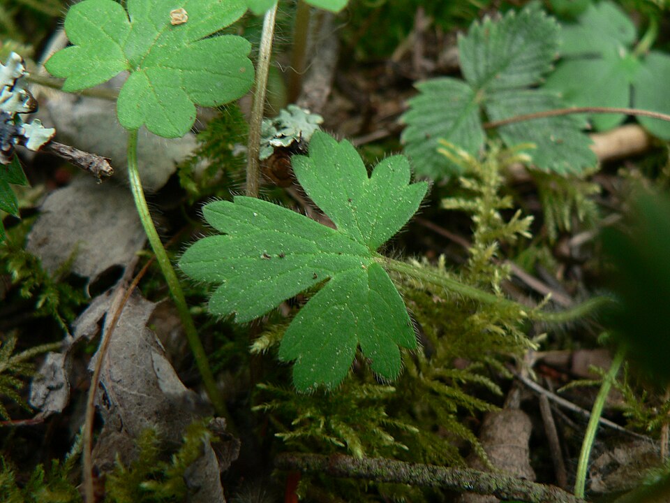 Ranunculus occidentalis (Western Buttercup) (alternate view 7)