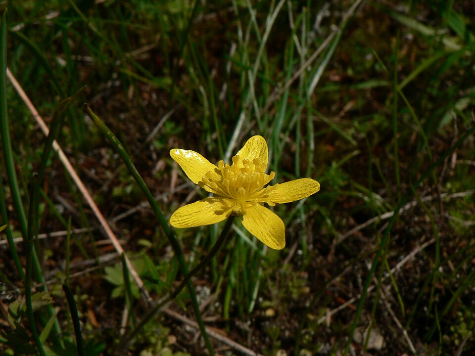 Ranunculus occidentalis (Western Buttercup) (alternate view 8)
