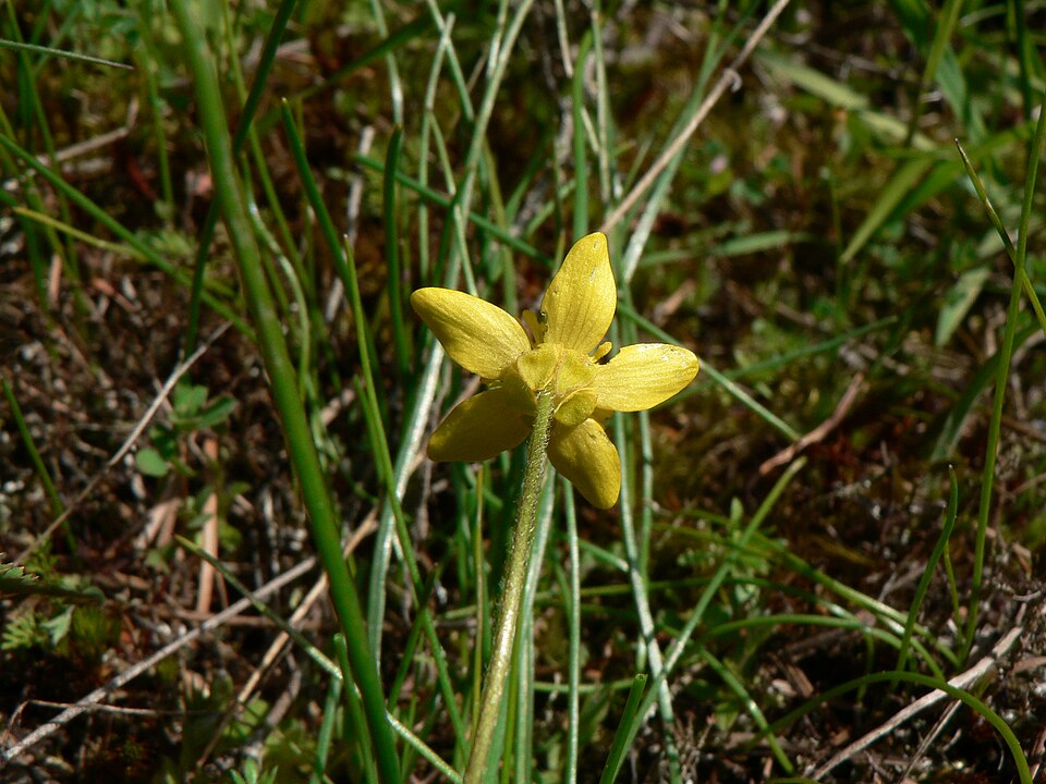 Ranunculus occidentalis (Western Buttercup) (alternate view 9)