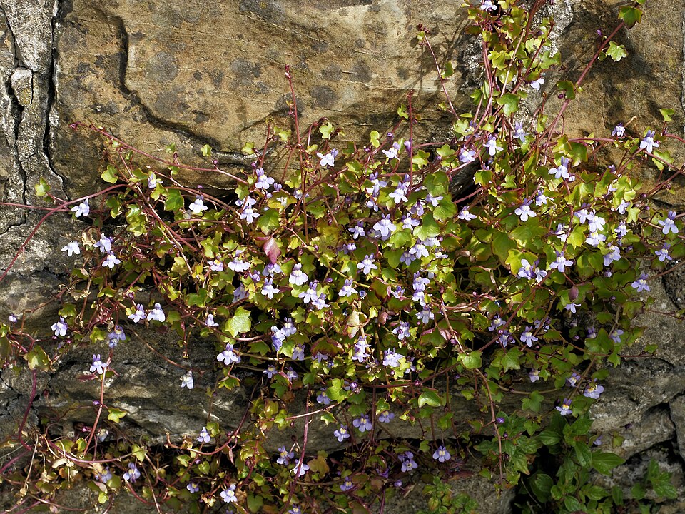 Cymbalaria muralis (Ivy-leaved toadflax)