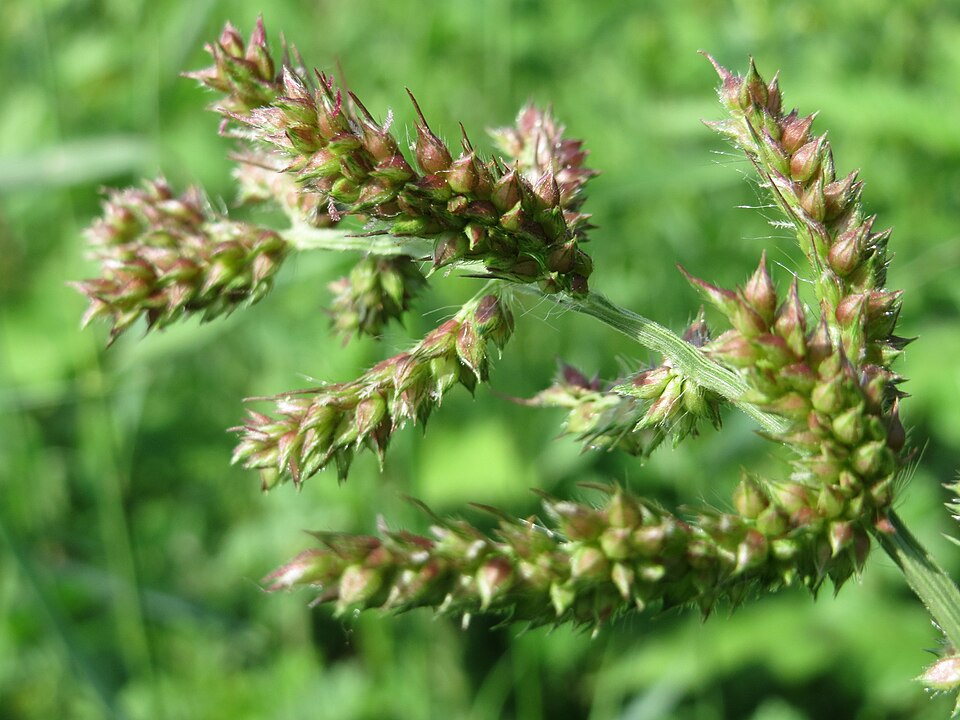 Echinochloa crus-galli (barnyardgrass)