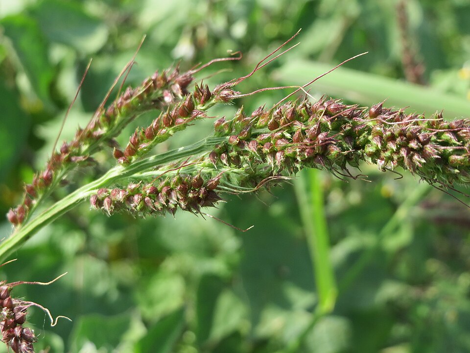 Echinochloa crus-galli (barnyardgrass)
