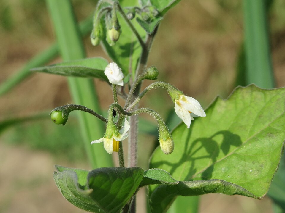 Solanum nigrum (black nightshade) (alternate view 10)