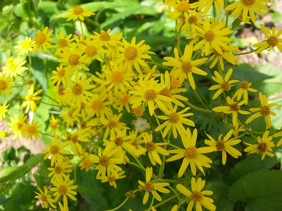 Packera aurea (golden ragwort)