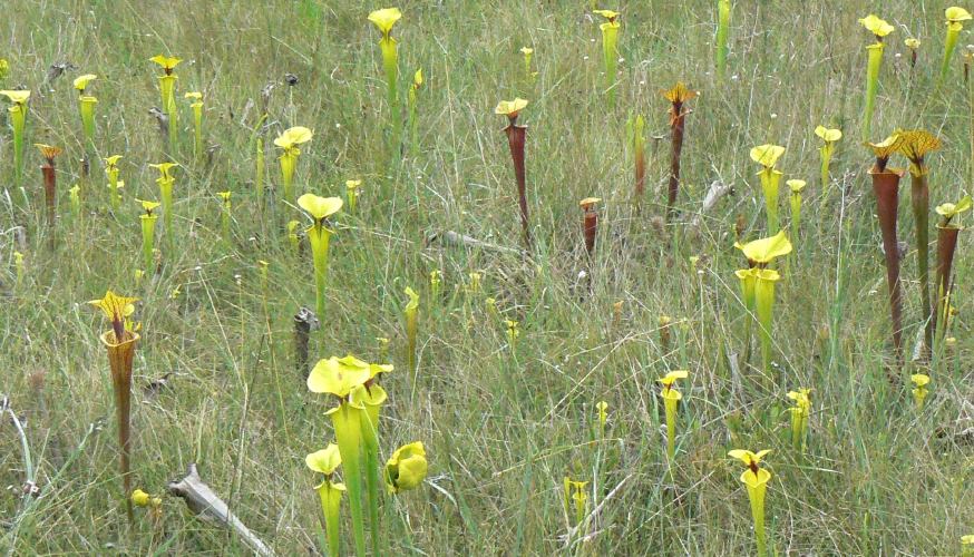 Sarracenia flava (yellow pitcher plant) (alternate view 6)
