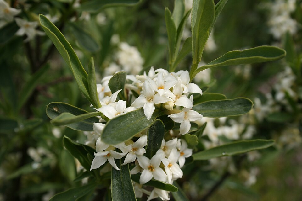 Daphne caucasica (Caucasian Daphne) (alternate view 2)