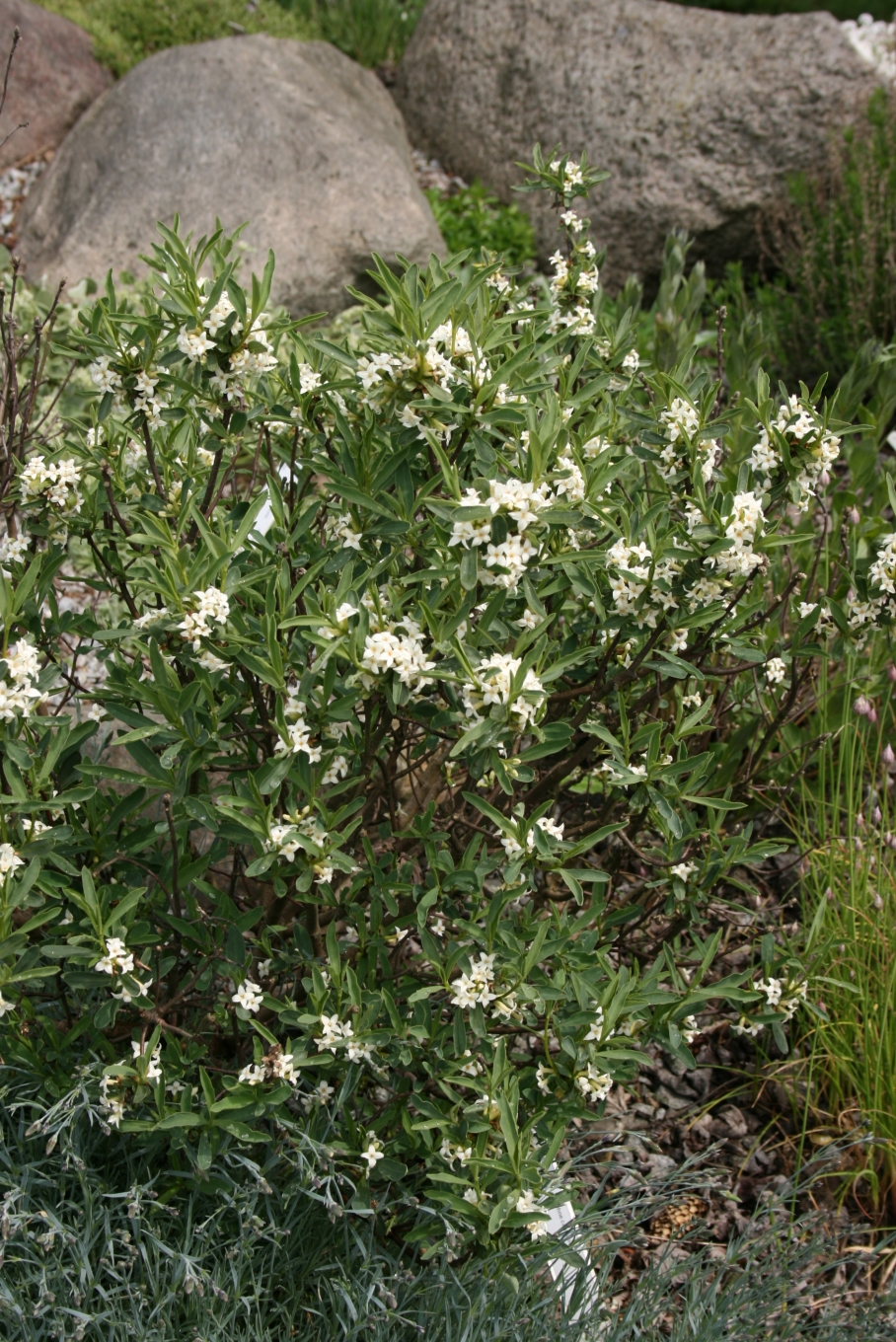 Daphne caucasica (Caucasian Daphne) (alternate view 3)