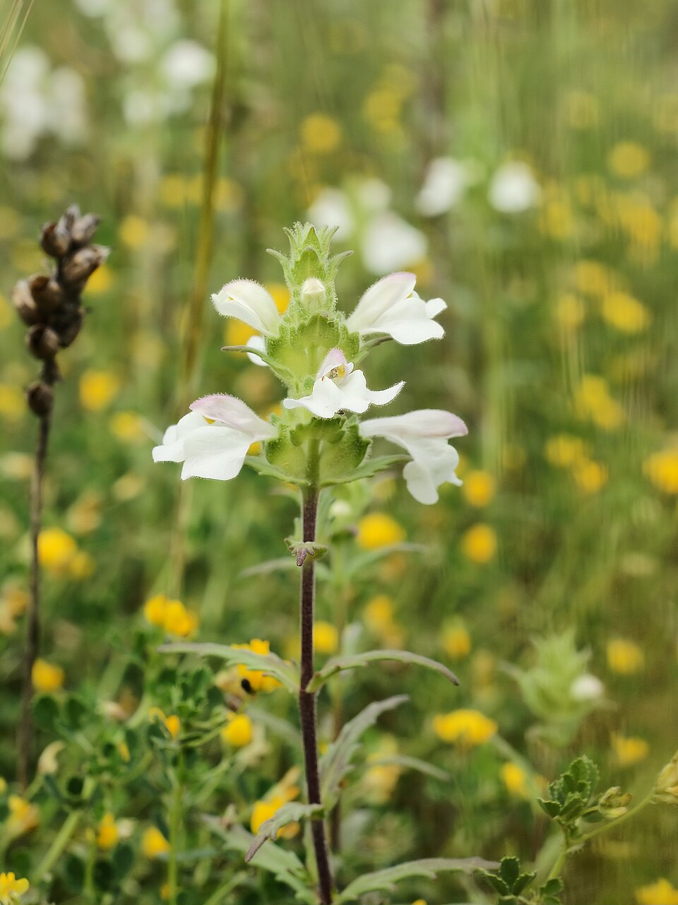 Bellardia trixago (Mediterranean lineseed) (alternate view 5)