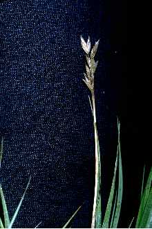 Distichlis spicata (Saltgrass) (alternate view 6)