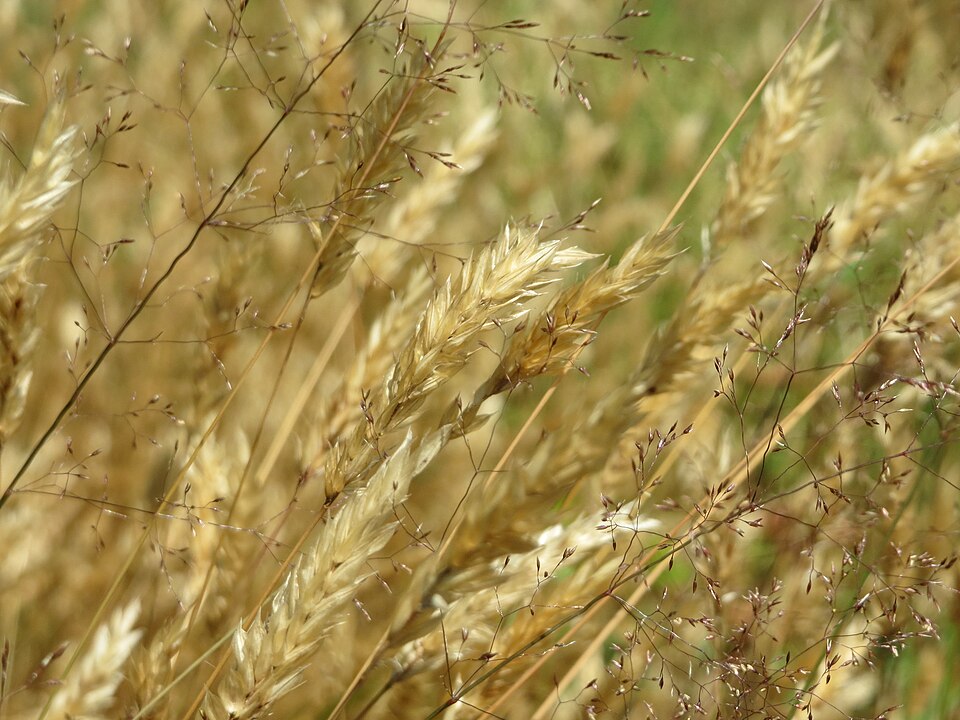 Avenella flexuosa (wavy hair-grass)