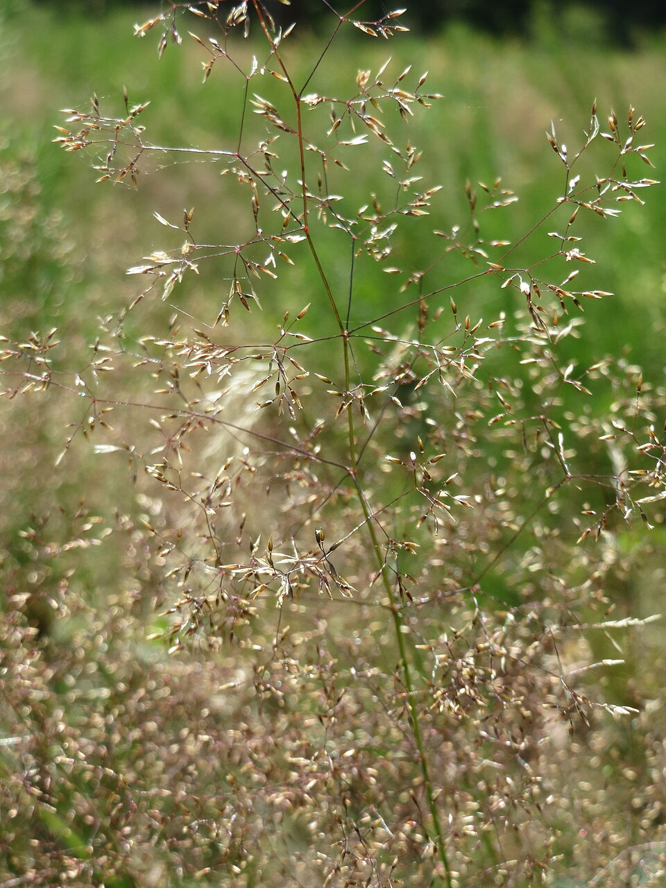 Avenella flexuosa (wavy hair-grass)