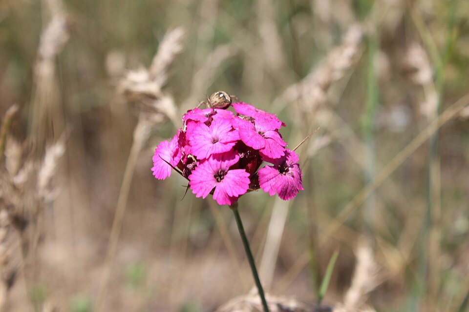 Dianthus (carnations) (alternate view 6)