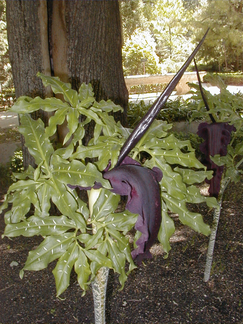 Dracunculus vulgaris (dragon arum) (alternate view 12)