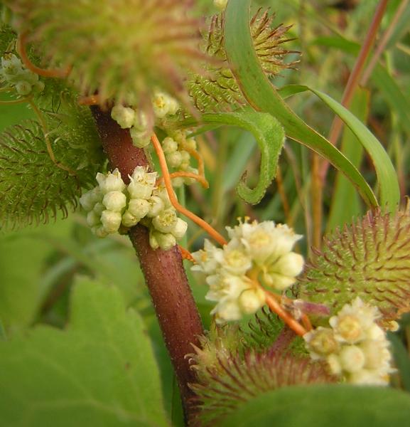 Xanthium strumarium (rough cocklebur)