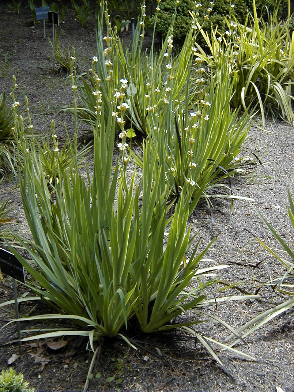 Sisyrinchium striatum (pale yellow-eyed grass)
