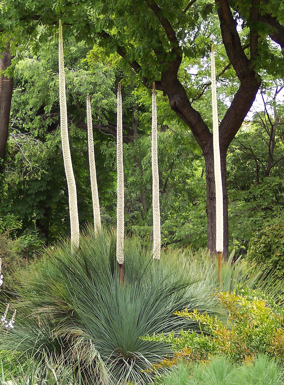 Xanthorrhoea quadrangulata (Yacka) (alternate view 7)