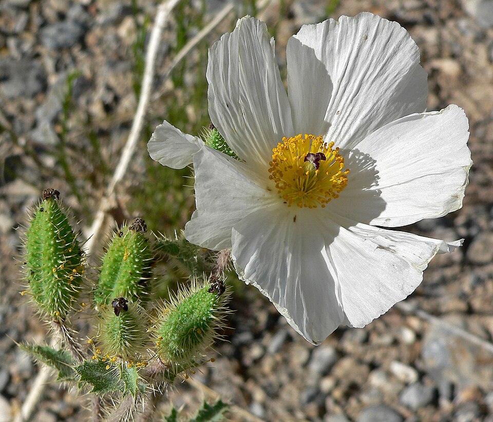Argemone munita (flatbud prickly poppy) (alternate view 4)