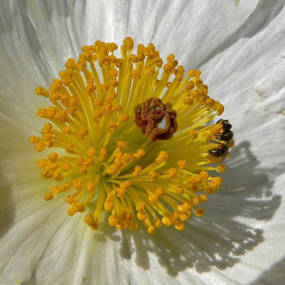 Argemone munita (flatbud prickly poppy) (alternate view 5)