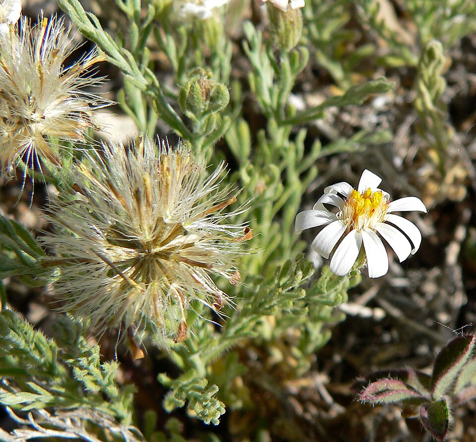 Chaetopappa ericoides (Rose Heath) (alternate view 10)