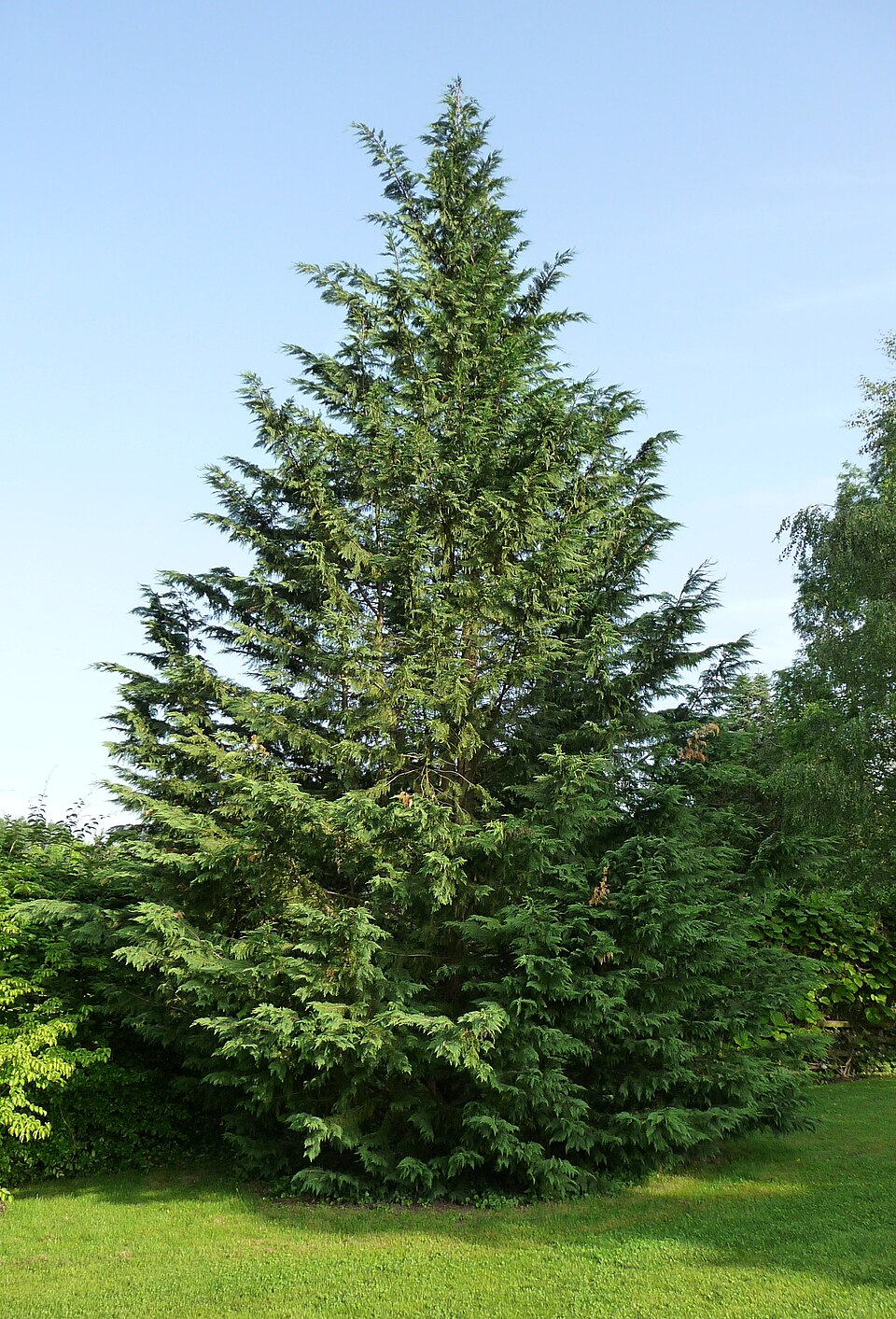 Cupressus × leylandii (Leyland Cypress) (alternate view 3)