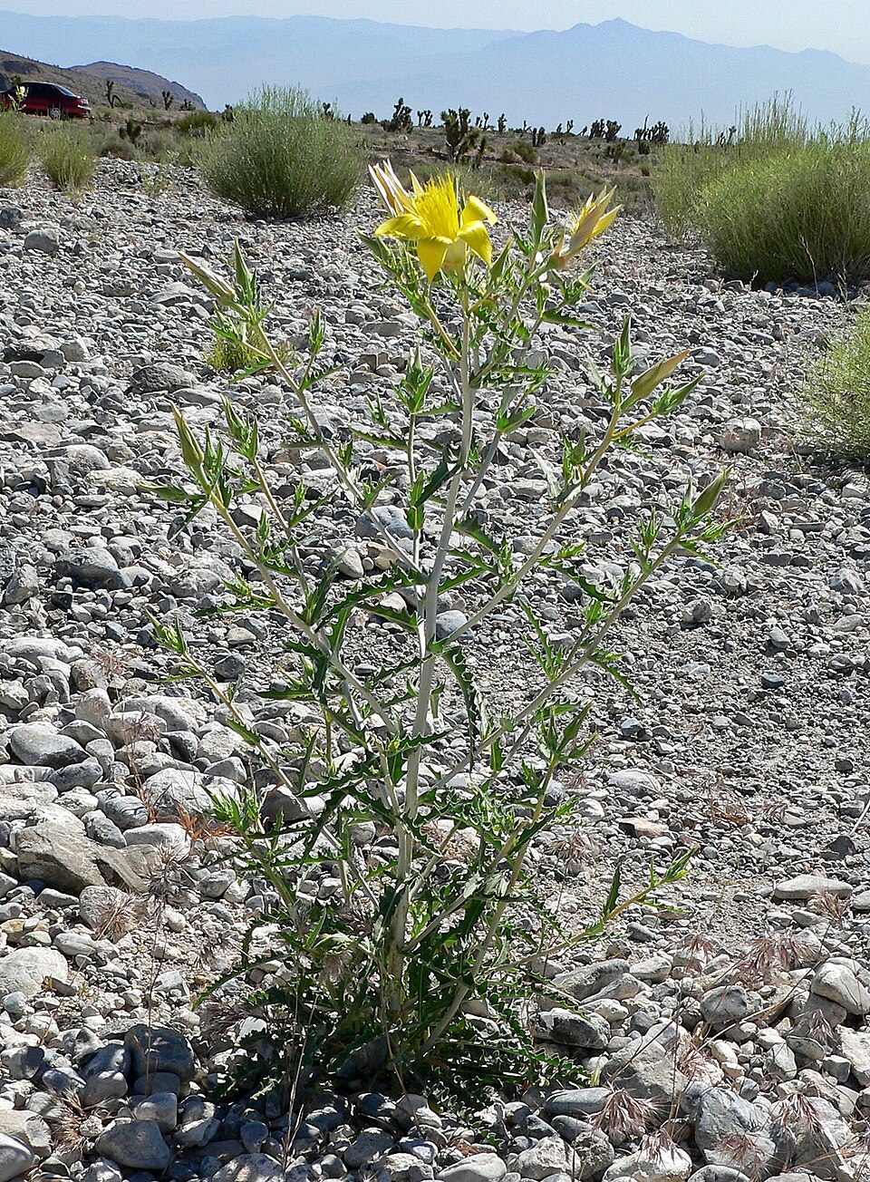 Mentzelia laevicaulis (Giant Blazingstar) (alternate view 6)