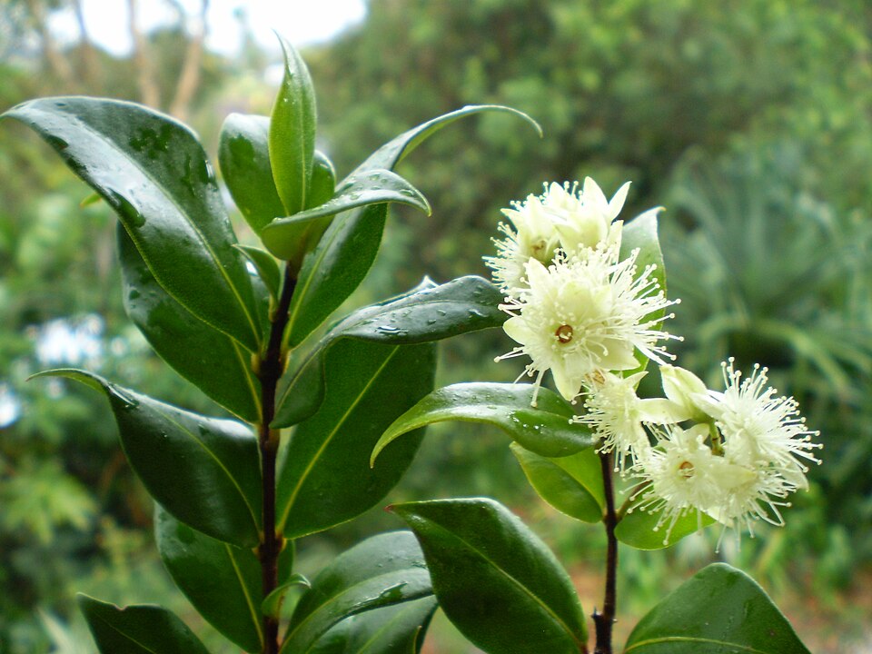 Backhousia myrtifolia (Grey Myrtle)