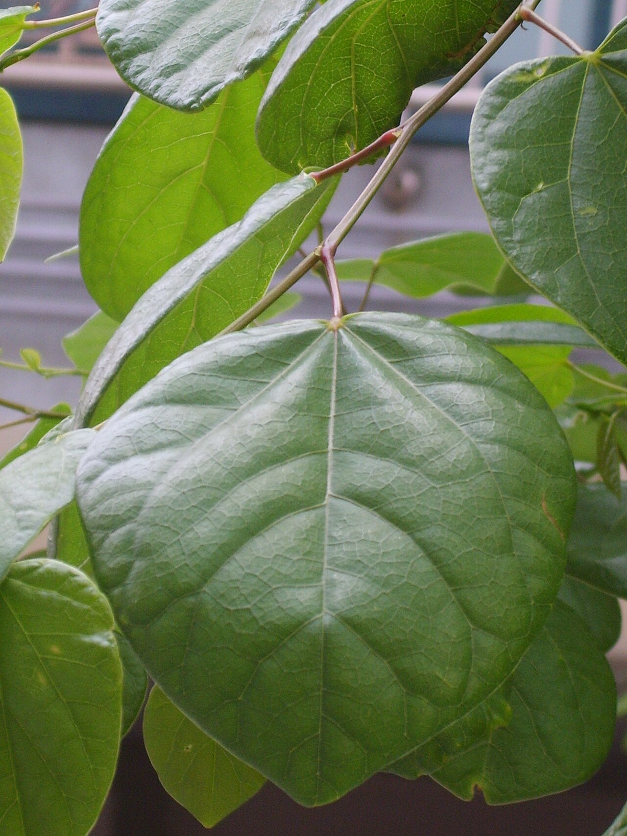 Cercis chinensis, Chinese redbud — upright deciduous (Fabaceae) (image 4 of 10)