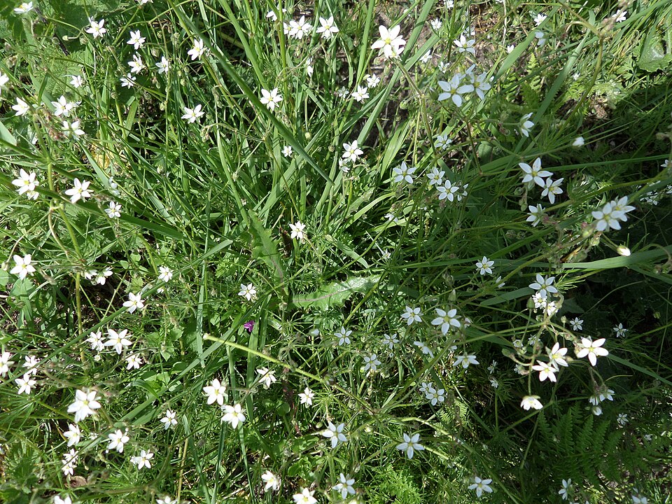 Spergula arvensis (Corn spurrey)
