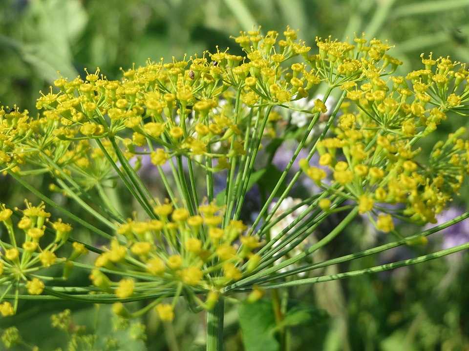 Anethum graveolens (Dill) (alternate view 6)