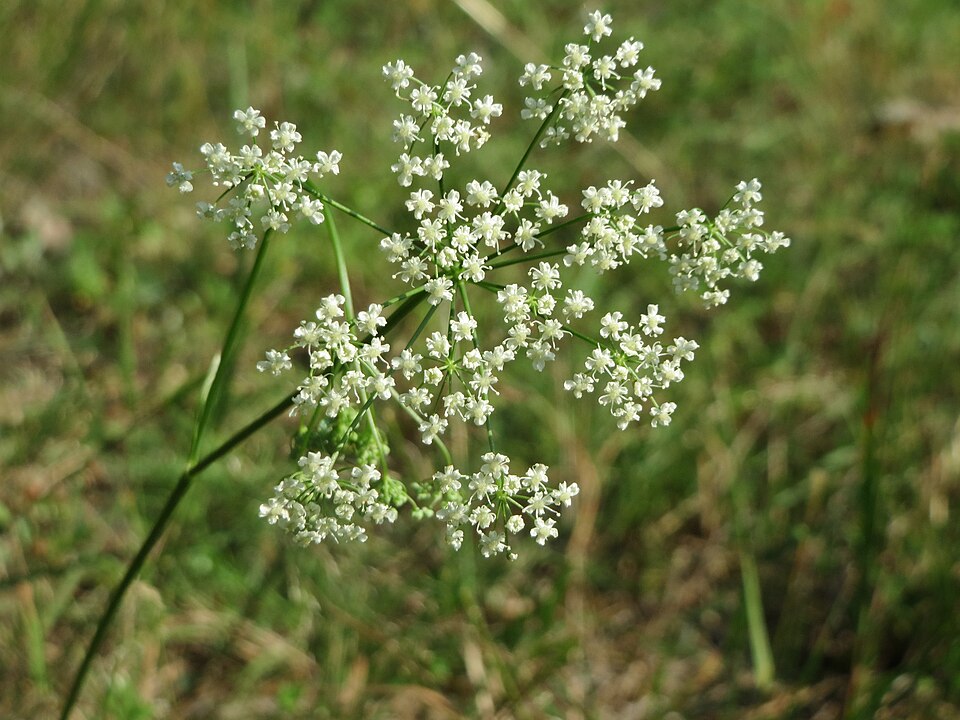 Pimpinella saxifraga (Burnet-saxifrage)