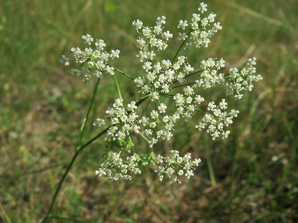 Pimpinella saxifraga (Burnet-saxifrage)