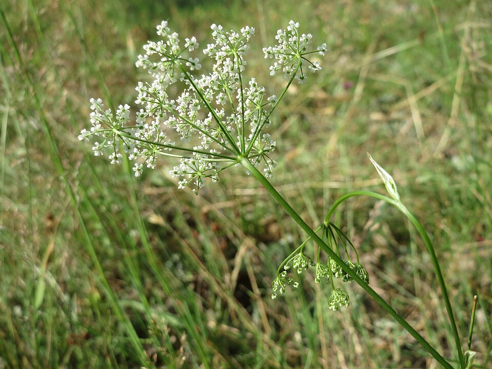 Pimpinella saxifraga (Burnet-saxifrage)