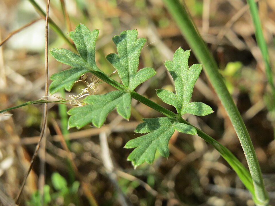 Pimpinella saxifraga (Burnet-saxifrage)