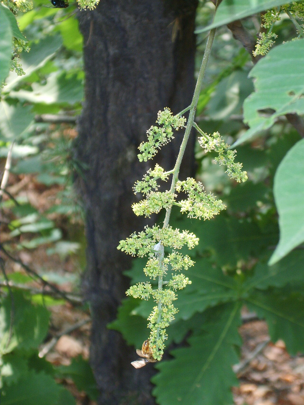 Rhus trichocarpa (Hairy-fruited Sumac)
