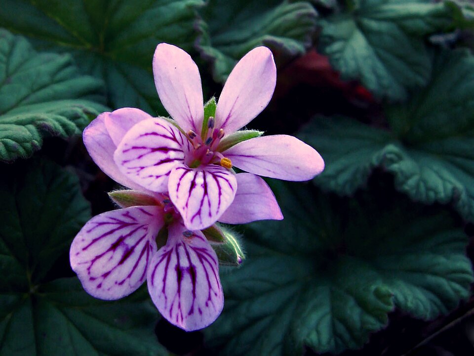 Pelargonium australe (Austral Stork's-bill) (alternate view 4)