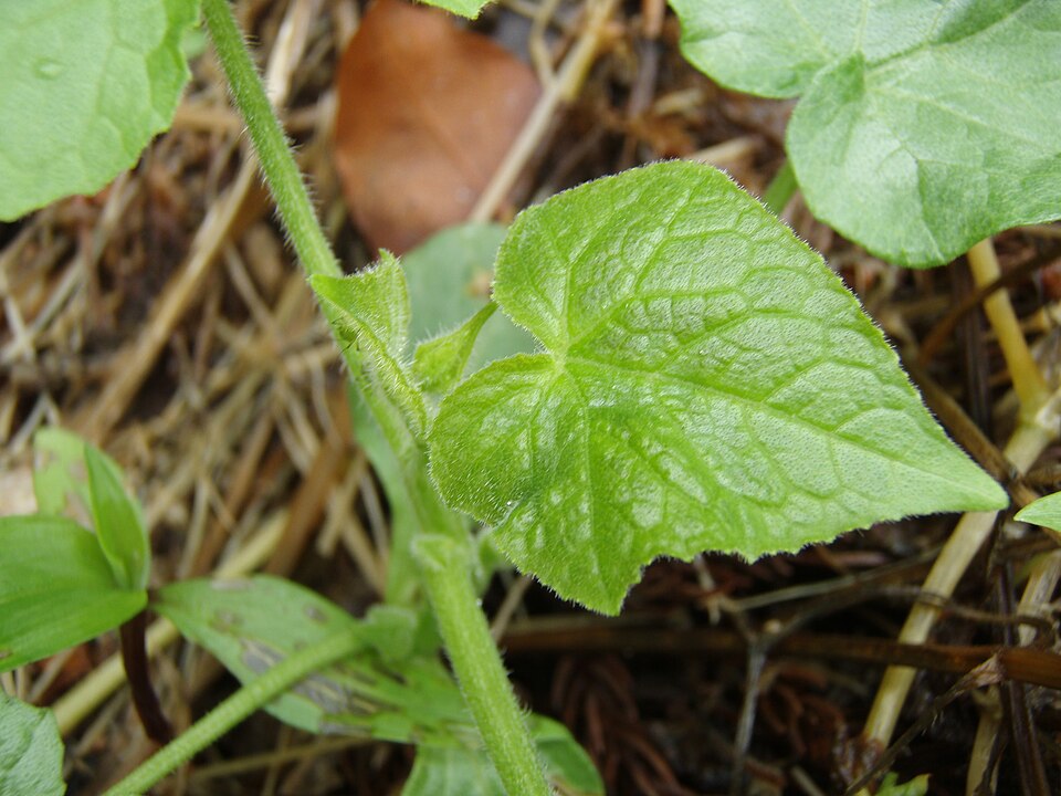 Sicyos angulatus (Oneseed Bur Cucumber) (alternate view 9)