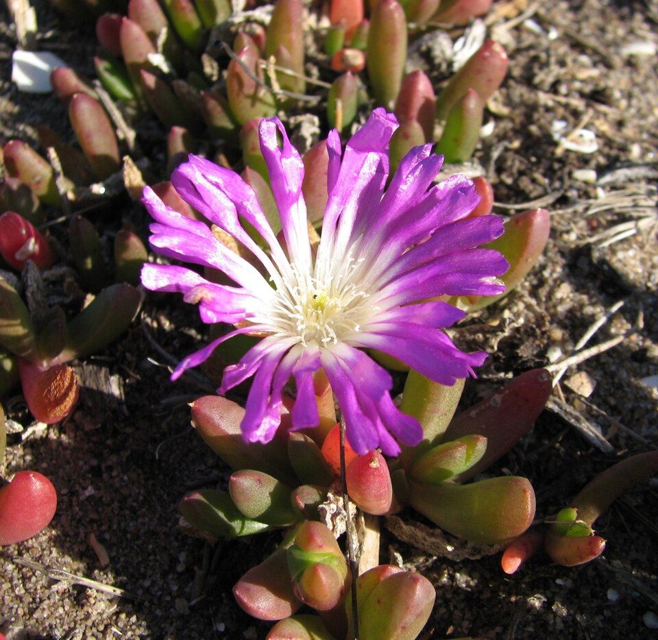 Disphyma crassifolium (Purple Dewplant) (alternate view 6)