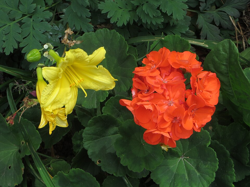 Hemerocallis × 'Happy Returns' (Happy Returns Daylily) (alternate view 4)